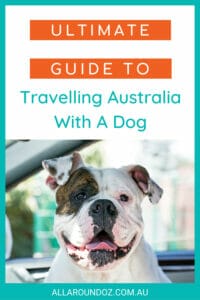travelling with a dog in Australia