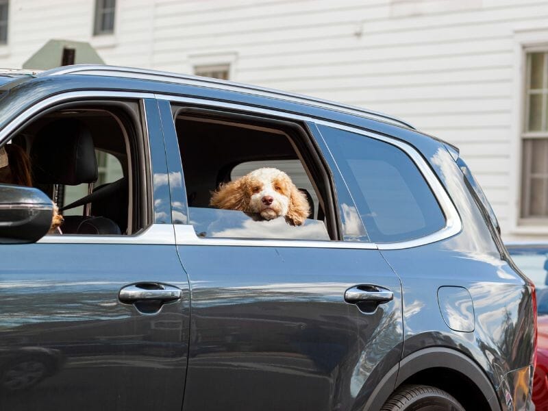 Panduan Utama Untuk Bepergian ke Australia Dengan Seekor Anjing