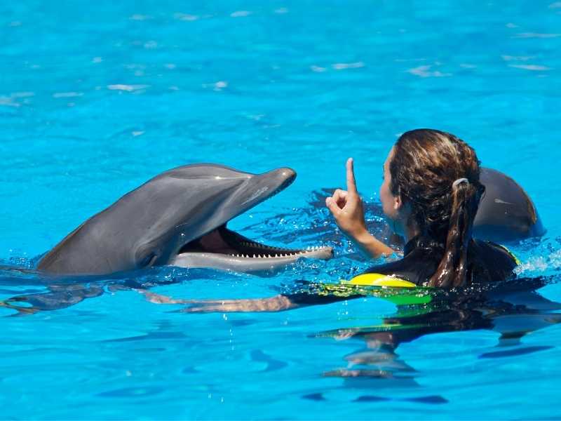 Dolphin swim Gold Coast