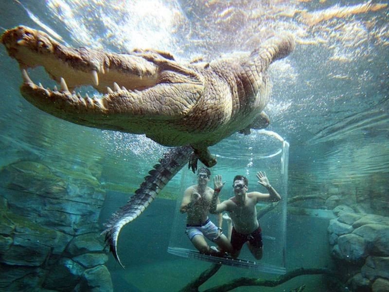 Cage of death Crocosaurus Cove Darwin